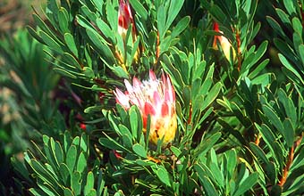 Cape Town Cape of Good Hope Nature Reserve protea flower 1