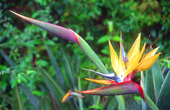 Cape Town Kirstenbosch Botanical Gardens strelizia flower