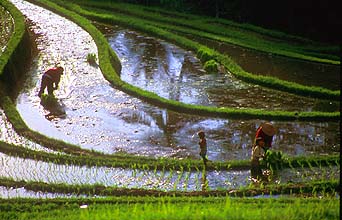 Rice terraces near Pupuan planting 2