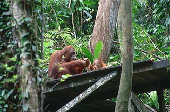 Semenggoh Wildlife Rehabilitation Centre - Orang-utans2