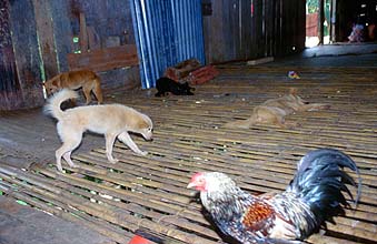 Iban Longhouses: inner verandah is shared with animals