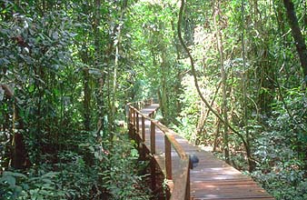 Mulu boardwalk to deer and lang cave 1