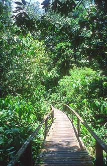 Mulu boardwalk to deer and lang cave 3