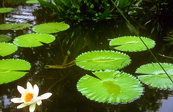 Singapore Botanic Gardens waterlilies