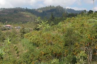 DPS Bali orange trees with fruits near street from Pelaga to Kintamani 03 3008x2000