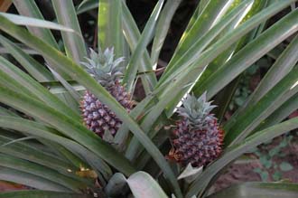 DPS Bali pineapple plant with fruit 3008x2000