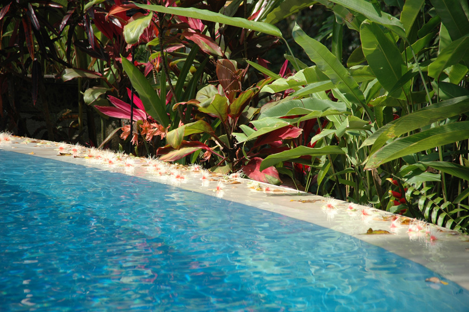 DPS Bali Ubud Bedulu Gubah Bali Exclusive Villas pool with tropical plants 02 3008x2000