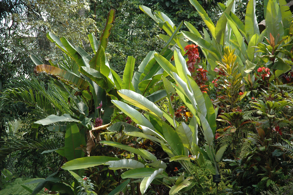 DPS Bali Ubud Bedulu Gubah Bali Exclusive Villas tropical plants in the garden 02 3008x2000