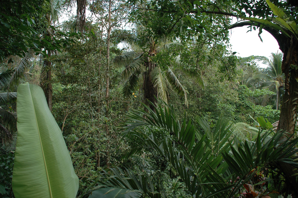 DPS Bali Ubud Bedulu Gubah Bali Exclusive Villas tropical plants in the garden 03 3008x2000