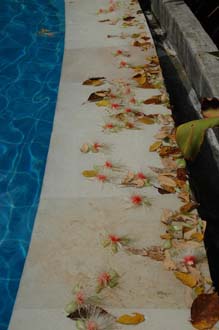 DPS Bali Ubud Bedulu Gubah Bali Exclusive Villas tropical flowers in the pool 05 3008x2000