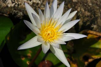 DPS Bali Ubud Bedulu Gubah Bali Exclusive Villas water lily flower 3008x2000