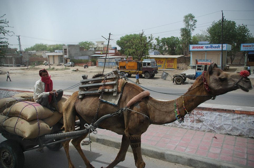JAI - camel with tassel decorated snout training a cart on the road from Jaipur to Ranthambore National Park 3008x2000