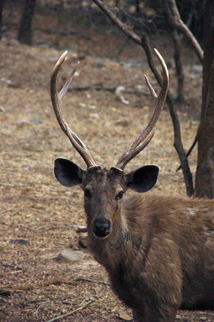 JAI Ranthambore National Park - beautiful deer head 3008x2000