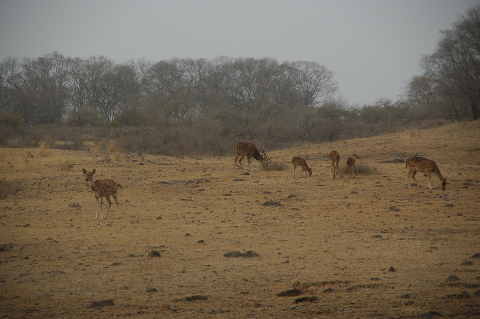 JAI Ranthambore National Park - group of deers browsing 3008x2000