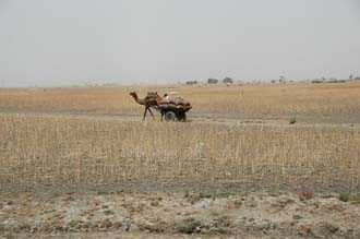 JAI - camel cart in the dry fields on the road from Jaipur to Ranthambore National Park 3008x2000