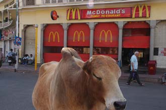 JAI Jaipur - McDonalds Restaurant with cow at Panch-Batti Circle on Mirza Ismail Road 3008x2000