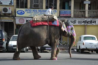 JAI Jaipur - elephant on a street in the town center 3008x2000