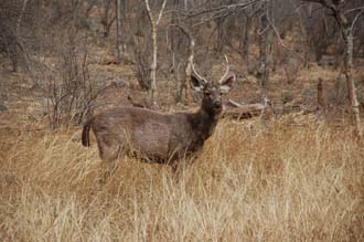 JAI Ranthambore National Park - deer in high yellow grass 3008x2000
