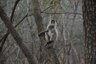 JAI Ranthambore National Park - monkey in the trees 3008x2000