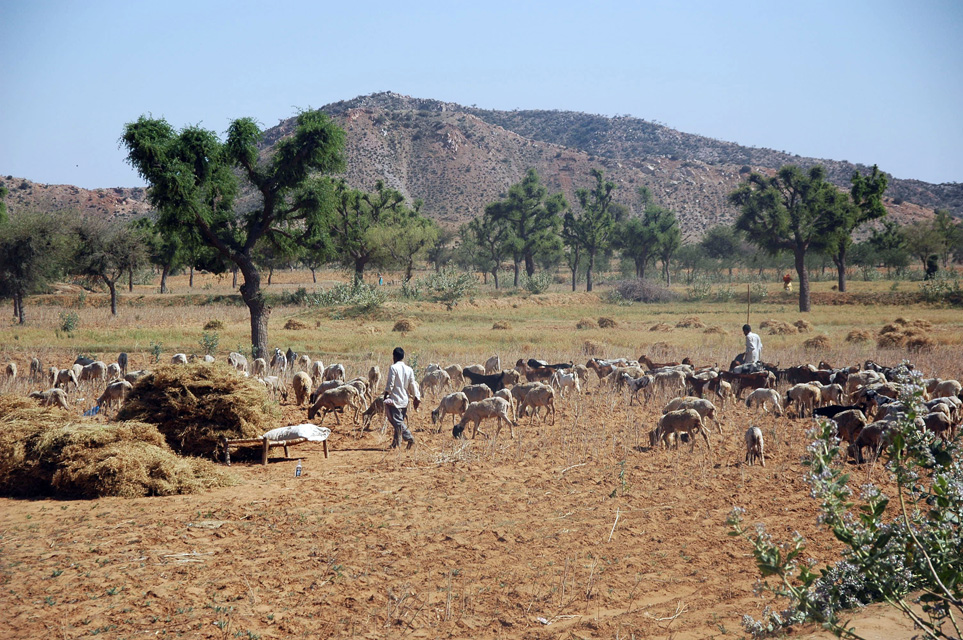 DEL sheeps in dry landscape with green trees near Narnaul on the road from Delhi to Mandawa 3008x2000