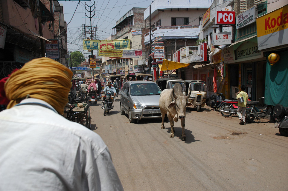 VNS Varanasi or Benares - holy cows have right of way on the streets in the city center 3008x2000