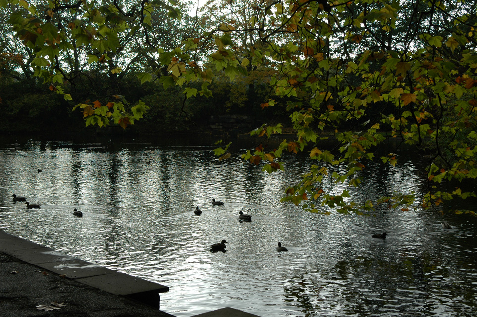 DUB Dublin - St Stephens Green lake with ducks and leaves in autumn colors 3008x2000