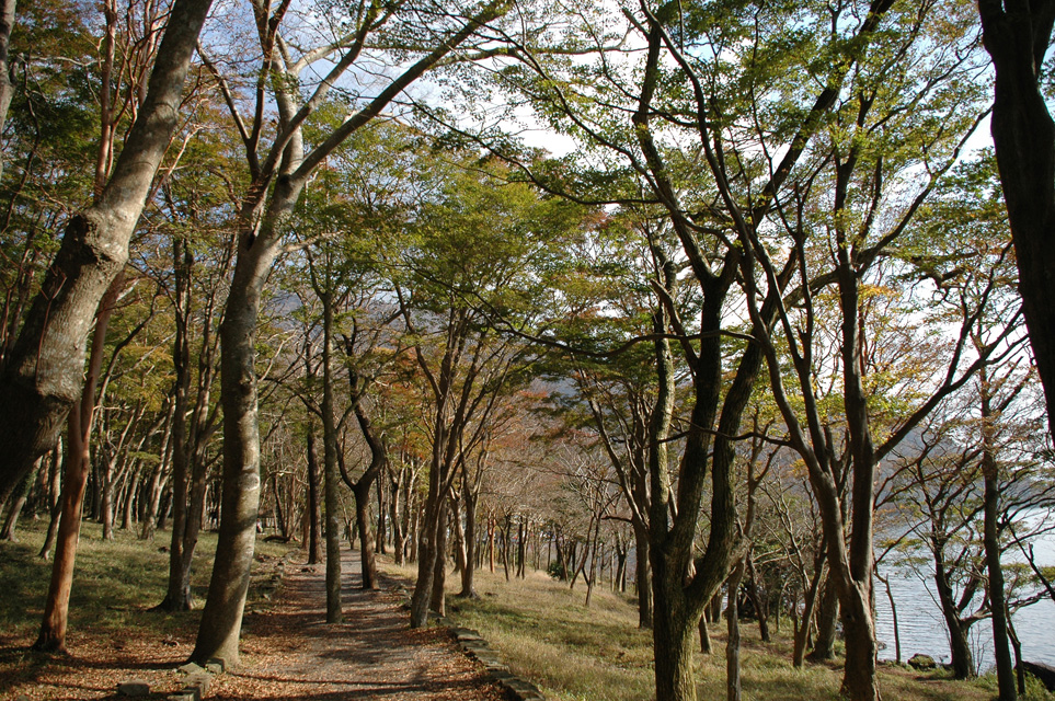 NRT Hakone - Ashino-ko lake with colourful autumn leaves on trees 03 3008x2000