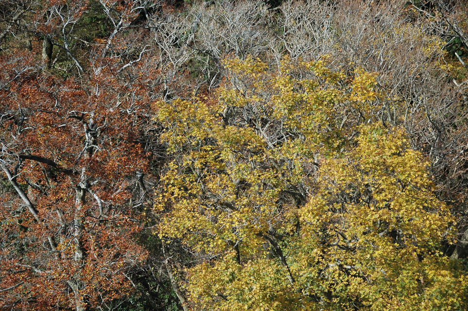 NRT Hakone - colourful autumn leaves on trees view from cable-car or ropeway line between Owakudani volcanic hot springs and Togendai 01 3008x2000