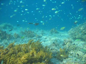 AMI Lombok Pulau Lampu Island snorkelling underwater picture corals and fishes 3 2272x1704