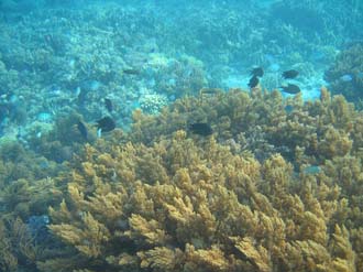 AMI Lombok Pulau Lampu Island snorkelling underwater picture corals and fishes 9 2272x1704