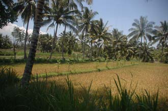 AMI Lombok rice field with palm trees on the road from Pringgasela traditional weaving village to Loang Gali village 3008x2000