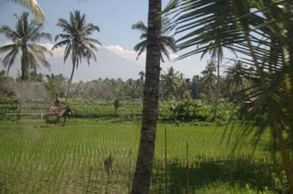 AMI Lombok rice fields with palm trees on the road from Masbagik Timur pottery village to Pringgasela traditional weaving village 1 3008x2000