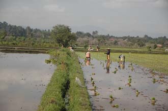 AMI Lombok workers planting rice in rice fields near Karangbayan 3008x2000