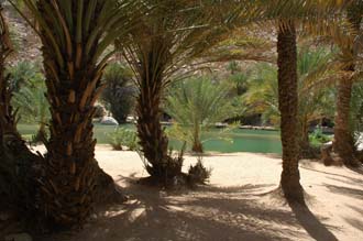 MCT Wadi Bani Khalid - waterhole with palm trees 3008x2000