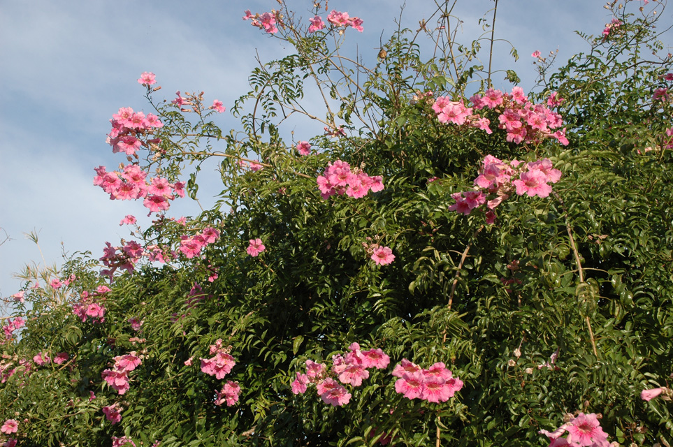 PMI Mallorca - Cala Millor - street to nearby villages - flowers 02 3008x2000