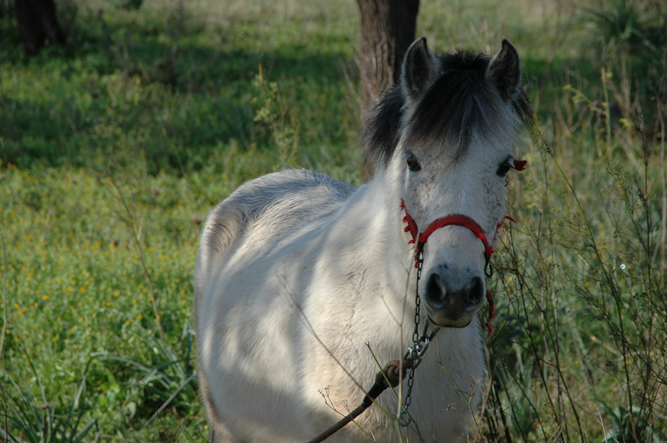 PMI Mallorca - Cala Millor - street to nearby villages - horse 01 3008x2000