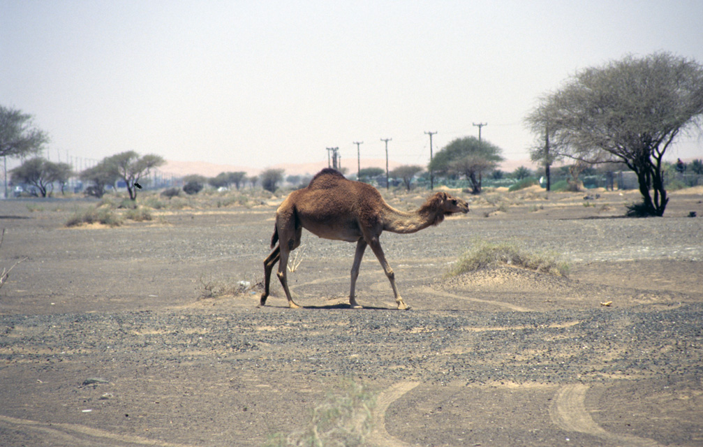 DXB Dubai - camels in the desert near Hatta on the road to Dubai 02 5340x3400