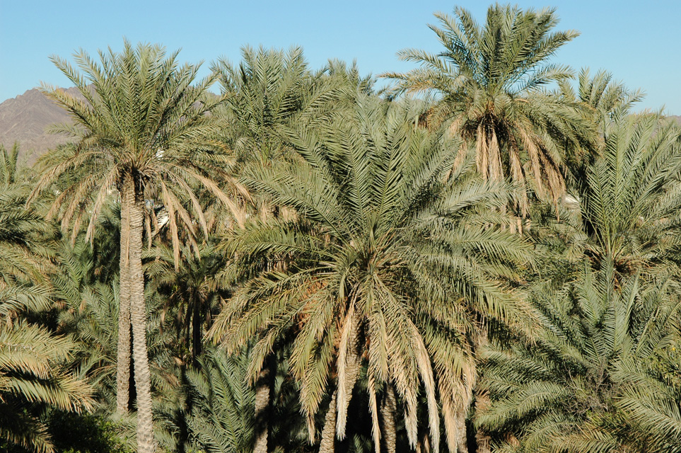 DXB Hatta - palm trees 01 3008x2000