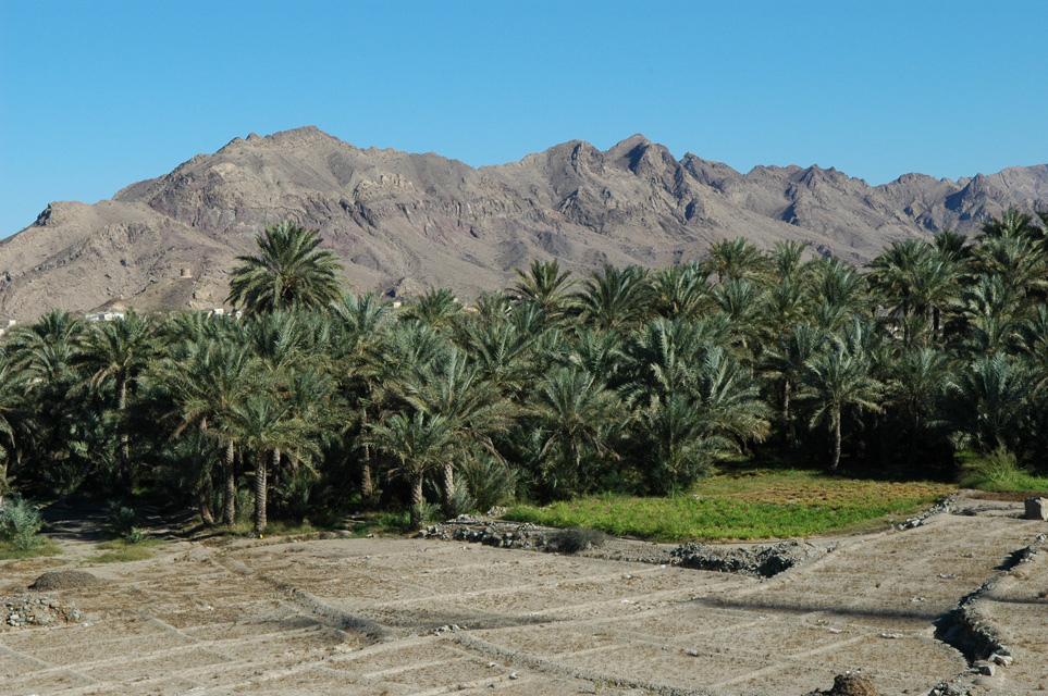 DXB Hatta - palm trees with vegetable plantation and Hajar mountains 02 3008x2000