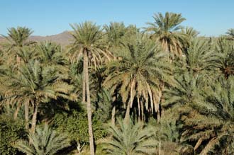 DXB Hatta - palm trees 02 3008x2000