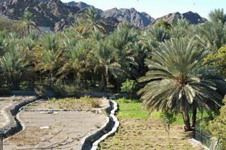 DXB Hatta - palm trees with vegetable plantation and Hajar mountains 01 3008x2000
